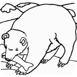 ぬりえページ: クマ (動物) #12286 - 無料の印刷可能なぬりえページ