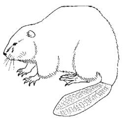 ぬりえページ: ビーバー (動物) #1586 - 無料の印刷可能なぬりえページ