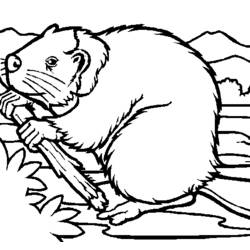 ぬりえページ: ビーバー (動物) #1589 - 無料の印刷可能なぬりえページ