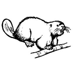 ぬりえページ: ビーバー (動物) #1608 - 無料の印刷可能なぬりえページ