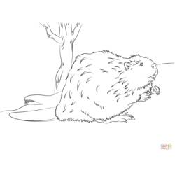 ぬりえページ: ビーバー (動物) #1633 - 無料の印刷可能なぬりえページ