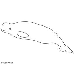 ぬりえページ: シロイルカ (動物) #1067 - 無料の印刷可能なぬりえページ