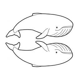ぬりえページ: シロイルカ (動物) #1076 - 無料の印刷可能なぬりえページ