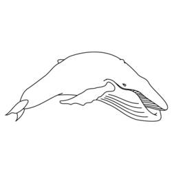 ぬりえページ: シロイルカ (動物) #1086 - 無料の印刷可能なぬりえページ