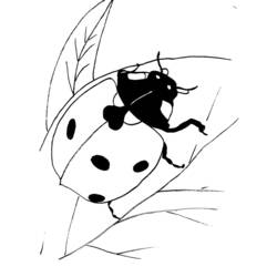 ぬりえページ: てんとう虫 (動物) #3432 - 無料の印刷可能なぬりえページ
