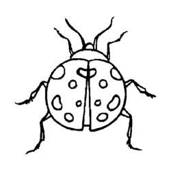 ぬりえページ: てんとう虫 (動物) #3465 - 無料の印刷可能なぬりえページ