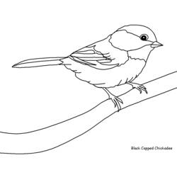 ぬりえページ: 鳥 (動物) #11845 - 無料の印刷可能なぬりえページ