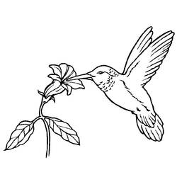 ぬりえページ: 鳥 (動物) #11852 - 無料の印刷可能なぬりえページ