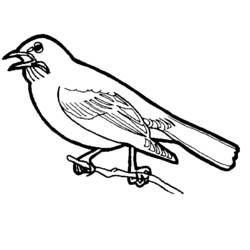 ぬりえページ: 鳥 (動物) #11853 - 無料の印刷可能なぬりえページ