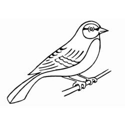 ぬりえページ: 鳥 (動物) #11861 - 無料の印刷可能なぬりえページ