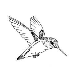 ぬりえページ: 鳥 (動物) #11864 - 無料の印刷可能なぬりえページ