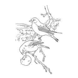 ぬりえページ: 鳥 (動物) #11872 - 無料の印刷可能なぬりえページ