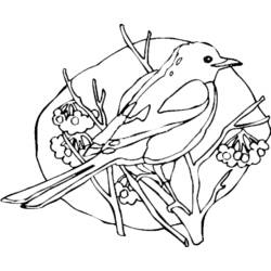 ぬりえページ: 鳥 (動物) #11888 - 無料の印刷可能なぬりえページ