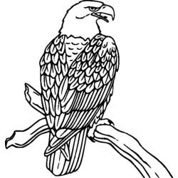 ぬりえページ: 鳥 (動物) #11901 - 無料の印刷可能なぬりえページ