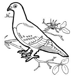 ぬりえページ: 鳥 (動物) #11902 - 無料の印刷可能なぬりえページ