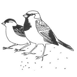 ぬりえページ: 鳥 (動物) #11903 - 無料の印刷可能なぬりえページ