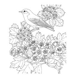 ぬりえページ: 鳥 (動物) #11916 - 無料の印刷可能なぬりえページ