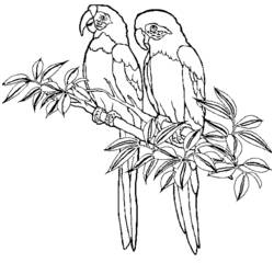 ぬりえページ: 鳥 (動物) #11927 - 無料の印刷可能なぬりえページ