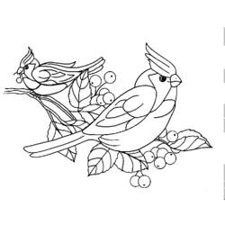 ぬりえページ: 鳥 (動物) #11928 - 無料の印刷可能なぬりえページ