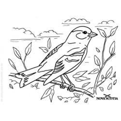 ぬりえページ: 鳥 (動物) #11936 - 無料の印刷可能なぬりえページ
