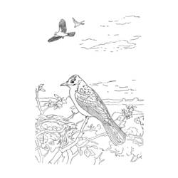 ぬりえページ: 鳥 (動物) #11938 - 無料の印刷可能なぬりえページ