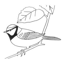 ぬりえページ: 鳥 (動物) #11960 - 無料の印刷可能なぬりえページ