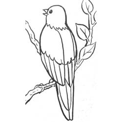 ぬりえページ: 鳥 (動物) #11976 - 無料の印刷可能なぬりえページ