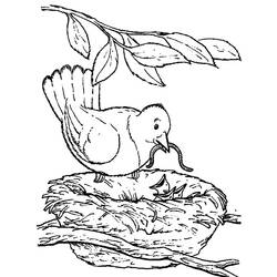 ぬりえページ: 鳥 (動物) #11997 - 無料の印刷可能なぬりえページ