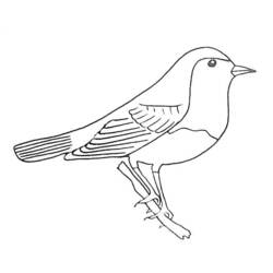ぬりえページ: 鳥 (動物) #12021 - 無料の印刷可能なぬりえページ