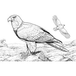 ぬりえページ: 鳥 (動物) #12051 - 無料の印刷可能なぬりえページ