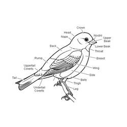 ぬりえページ: 鳥 (動物) #12055 - 無料の印刷可能なぬりえページ