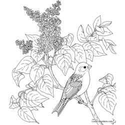 ぬりえページ: 鳥 (動物) #12066 - 無料の印刷可能なぬりえページ