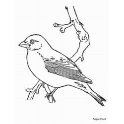 ぬりえページ: 鳥 (動物) #12090 - 無料の印刷可能なぬりえページ