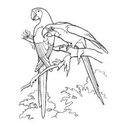 ぬりえページ: 鳥 (動物) #12104 - 無料の印刷可能なぬりえページ