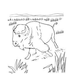 ぬりえページ: バイソン (動物) #1226 - 無料の印刷可能なぬりえページ