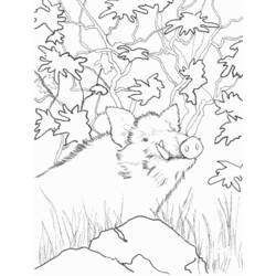 ぬりえページ: イノシシ (動物) #14661 - 無料の印刷可能なぬりえページ