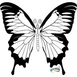 ぬりえページ: 蝶 (動物) #15664 - 無料の印刷可能なぬりえページ