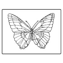 ぬりえページ: 蝶 (動物) #15673 - 無料の印刷可能なぬりえページ