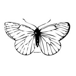 ぬりえページ: 蝶 (動物) #15675 - 無料の印刷可能なぬりえページ