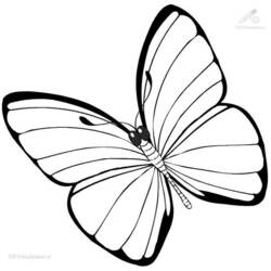 ぬりえページ: 蝶 (動物) #15680 - 無料の印刷可能なぬりえページ
