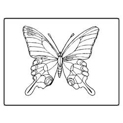 ぬりえページ: 蝶 (動物) #15694 - 無料の印刷可能なぬりえページ