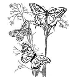 ぬりえページ: 蝶 (動物) #15716 - 無料の印刷可能なぬりえページ