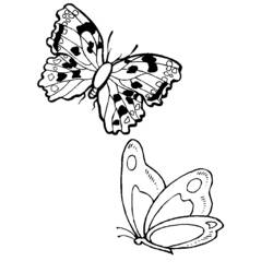 ぬりえページ: 蝶 (動物) #15828 - 無料の印刷可能なぬりえページ
