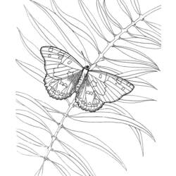 ぬりえページ: 蝶 (動物) #15841 - 無料の印刷可能なぬりえページ