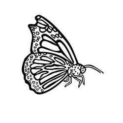 ぬりえページ: 蝶 (動物) #15852 - 無料の印刷可能なぬりえページ