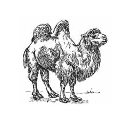 ぬりえページ: キャメル (動物) #1707 - 無料の印刷可能なぬりえページ