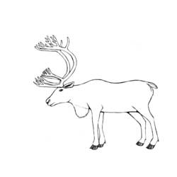 ぬりえページ: カリブー (動物) #1545 - 無料の印刷可能なぬりえページ