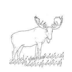 ぬりえページ: カリブー (動物) #1546 - 無料の印刷可能なぬりえページ