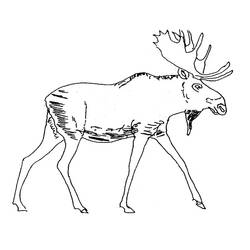 ぬりえページ: カリブー (動物) #1553 - 無料の印刷可能なぬりえページ
