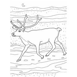 ぬりえページ: カリブー (動物) #1559 - 無料の印刷可能なぬりえページ